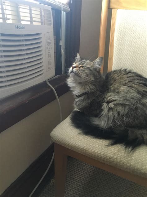 Cat air conditioning 